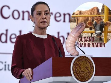 Esto dijo Claudia Sheinbaum acerca de la pausa en la exportación de ganado mexicano a EU por el gusano barrenador. SUN / LCG