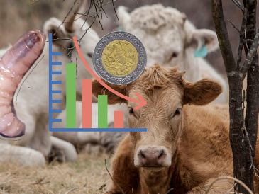 El CNA dijo que la suspensión de exportaciones impacta al campo mexicano y pone en riesgo el abasto de alimentos en ambos países. EL INFORMADOR / ARCHIVO