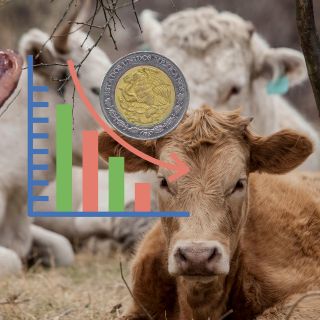 México tendrá pérdidas millonarias por freno de exportación de ganado a EU