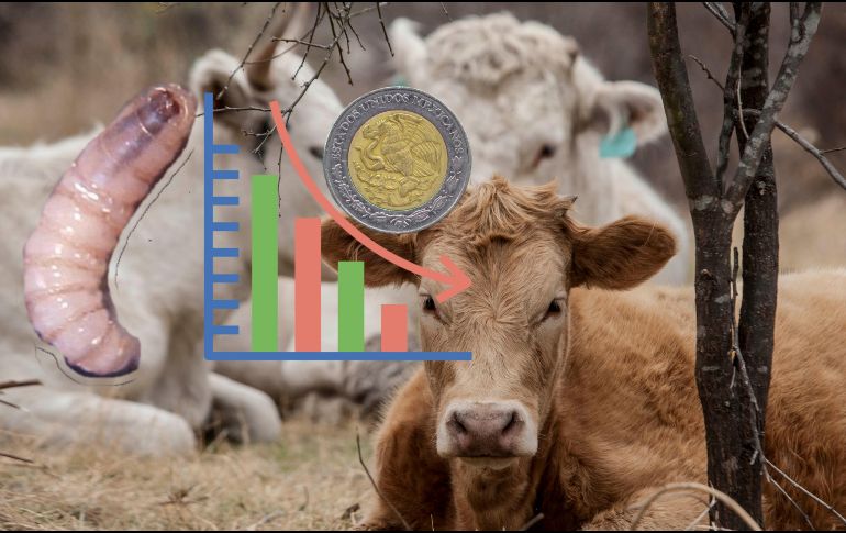 El CNA dijo que la suspensión de exportaciones impacta al campo mexicano y pone en riesgo el abasto de alimentos en ambos países. EL INFORMADOR / ARCHIVO