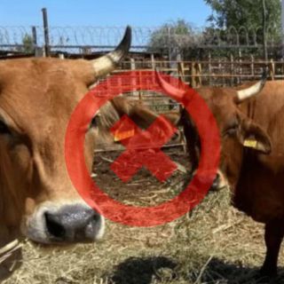 EU cierra frontera a ganado mexicano por gusano barrenador; Sheinbaum reacciona