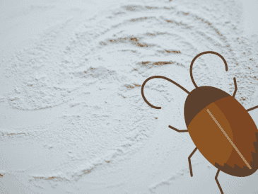 Aunque las "súper cucarachas" pueden parecer invencibles, este método natural puede ser un primer paso eficaz y accesible para controlar su presencia en casa sin comprometer la salud del entorno familiar. ESPECIAL/ Unsplash.