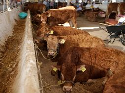 Se detectaron nuevos brotes de gusano barrenador en estados del sur de México. EL INFORMADOR/ARCHIVO