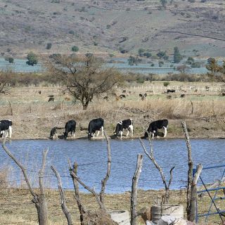 Jalisco se blinda ante gusano barrenador