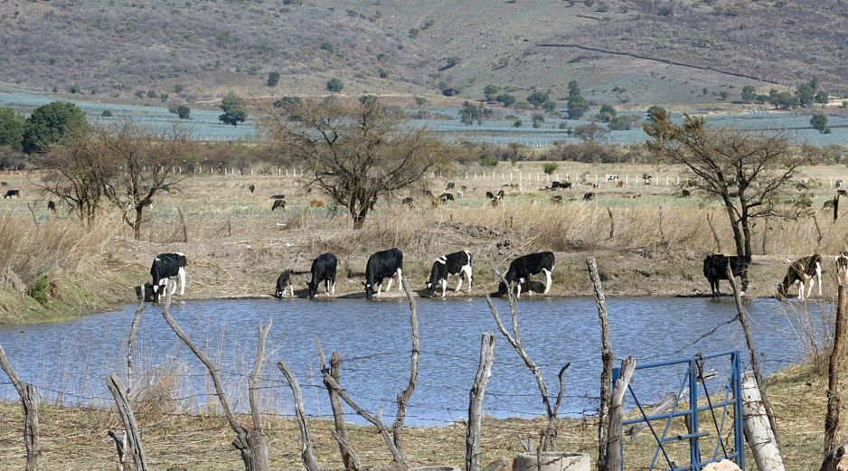 La Secretaría de Agricultura y Desarrollo Rural implementa puntos de verificación y capacita a médicos y ganaderos para evitar que la plaga llegue a la región. EL INFORMADOR/Archivo