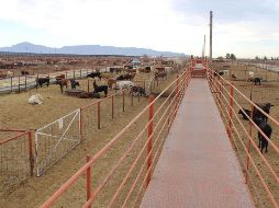Además de pérdidas millonarias para los productores mexicanos, el cierre de fronteras estadounidenses al ganado de México puede provocar una crisis estructural en toda la cadena. SUN/ESPECIAL/RCB