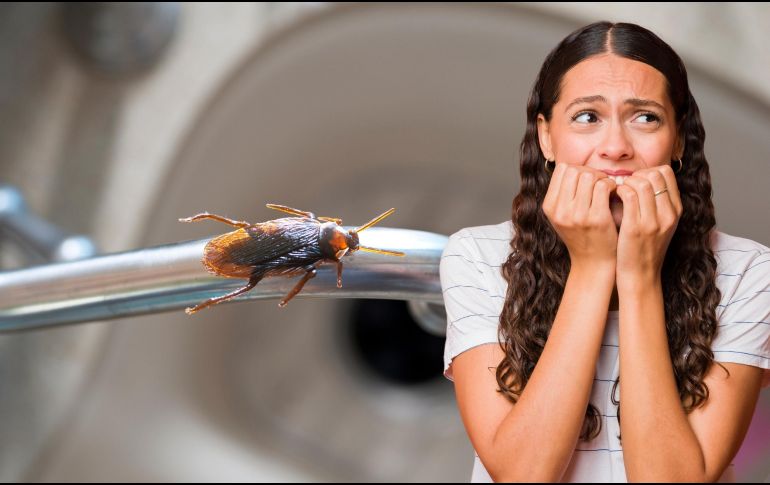 Científicos señalan que las cucarachas son de los insectos más antiguos que han habitado la Tierra, y no tienen un hábitat en especial. ESPECIAL / CANVA