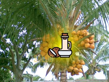 Estos son los beneficios del aceite de coco. NTX / ARCHIVO