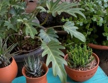 Descubre el mejor horario para regar las plantas. UNSPLASH / ART AND SOIL