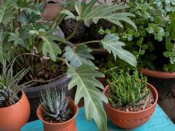 Descubre el mejor horario para regar las plantas. UNSPLASH / ART AND SOIL