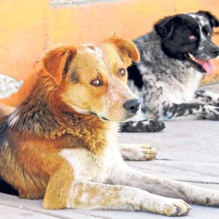 México tiene nueve casos de perros infectados por gusano barrenador