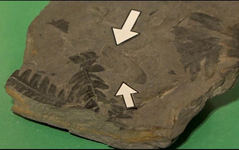 El Museo Paleontológico de Elche (MUPE) ha expuesto por primera vez al público un fósil excepcional: el holotipo de una nueva especie de insecto, única en el mundo. EFE / ARCHIVO