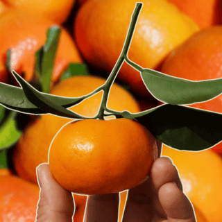 ¿Cuáles son los beneficios de comer cáscara de mandarina?