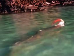 El pez remo puede subir a la superficie por factores como variaciones en las corrientes oceánicas, cambios en la temperatura del agua o problemas de salud. TIKTOK/@atlenxa_