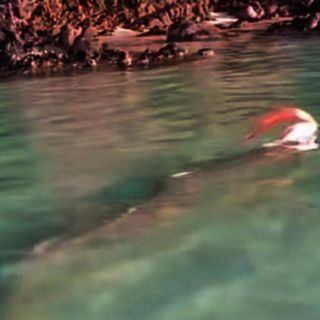 Pez remo, llamado del "fin del mundo", aparece en playas de Baja California