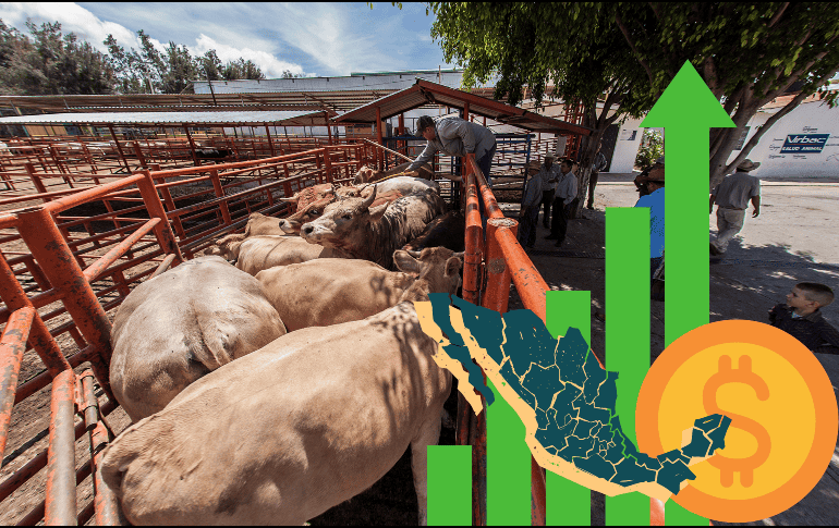 El sector agropecuario fue el más dinámico, pues presentó un crecimiento de 7.8 % en estos meses respecto al mismo periodo inmediato anterior. EL INFORMADOR / ARCHIVO