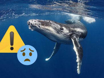 Por ahora, las aguas mexicanas del Pacífico continúan siendo testigos de un desastre ecológico que amenaza el futuro de una de las especies más representativas del océano y de los ecosistemas que la rodean. CANVA