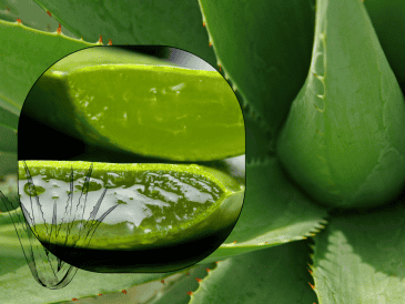 La Procuraduría Federal del Consumidor (Profeco) destaca el poder regenerador de tejido del de Aloe vera. ESPECIAL