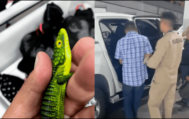 Los animales fueron enviados a un centro de atención especializado bajo resguardo de Semarnat, debido a las malas condiciones en las que se encontraban. PROFEPA