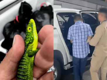 Los animales fueron enviados a un centro de atención especializado bajo resguardo de Semarnat, debido a las malas condiciones en las que se encontraban. PROFEPA