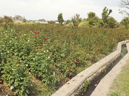 Además del arroz, Morelos es famoso por la calidad de sus flores. CORTESÍA/ Fernando • A. Mata Labrada