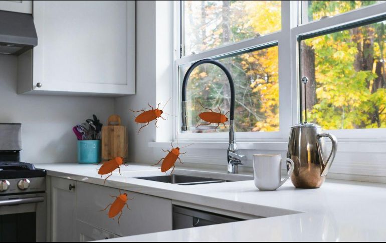 Las cucarachas pueden sobrevivir en ambientes donde encuentren agua, calor y refugio, incluso sin acceso inmediato a comida. UNSPLASH / G. Rosenke