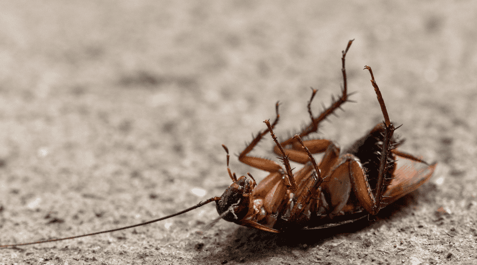 La recomendación general es mantener los espacios limpios, sellar rendijas y grietas, y evitar acumular basura. ESPECIAL / Canva