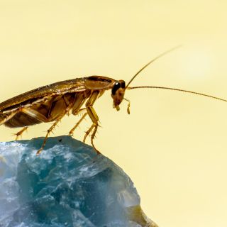 ¿Cuál es el olor que más atrae a las cucarachas?