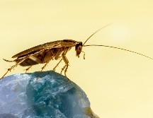 La grasa y el azúcar son un imán para las cucarachas. UNSPLASH/Erik Karits