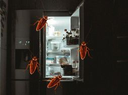 ¿Cómo eliminar las cucarachas del refrigerador? UNSPLASH / NRD
