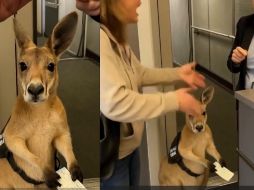 En el inicio del video, se muestra una escena en la que una mujer discute con una sobrecargo. Aunque no se distingue con claridad el diálogo, se puede intuir que la discusión gira en torno a un pequeño marsupial que se encuentra entre ambas.  ESPECIAL