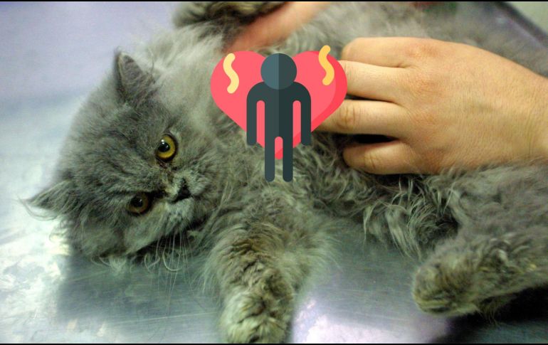 Los gatos domésticos guardan en su memoria el olor de sus dueños. EL INFORMADOR / ARCHIVO