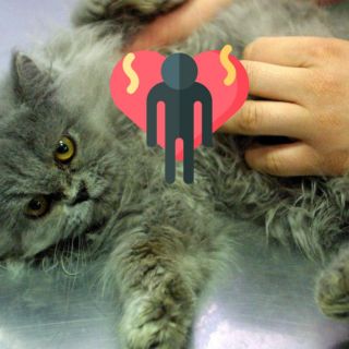 Los gatos pueden identificar a sus dueños por su olor