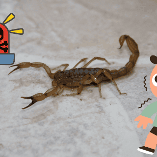 ¡Toma nota! ¿Cómo evitar las picaduras de ALACRÁN en casa?