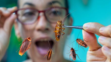 El miedo a las cucarachas es una de las fobias más comunes, y que afecta a personas de todas las edades. ESPECIAL / CANVA