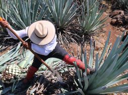 Hace siete meses fue lanzada la convocatoria para que productores de agave obtengan la marca de certificación. CORTESÍA