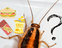 Las cucarachas son insectos indeseados en los hogares. UNSPLASH/ E. Karits