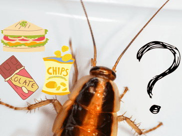 Las cucarachas son insectos indeseados en los hogares. UNSPLASH/ E. Karits