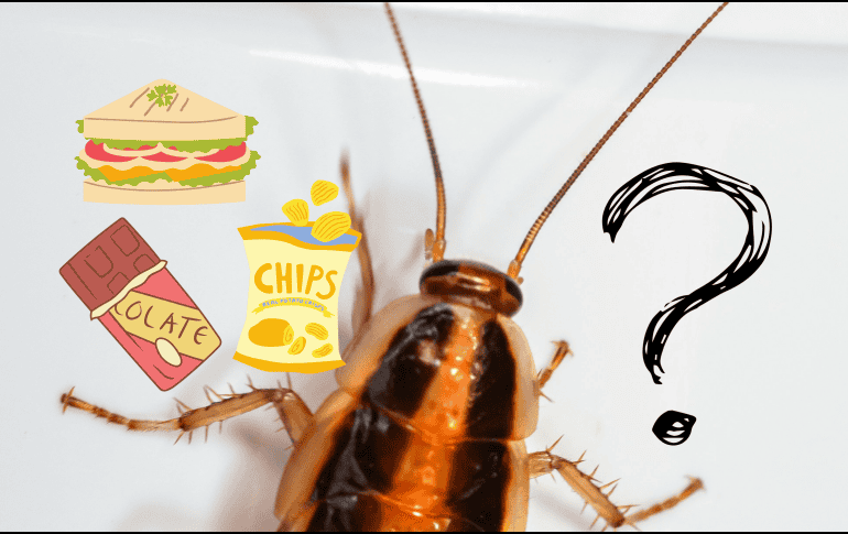 Las cucarachas son insectos indeseados en los hogares. UNSPLASH/ E. Karits