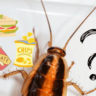 5 alimentos que atraen más a las cucarachas