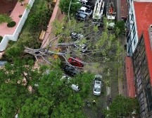 El árbol de la especie ficus se vino abajo sobre la calle de López Cotilla. CORTESÍA.