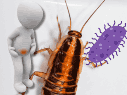 La enfermedad más grave que pueden provocar las cucarachas en la salmonelosis. ESPECIAL