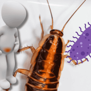 ¿Cuáles son los riesgos para la salud de que haya cucarachas en casa?