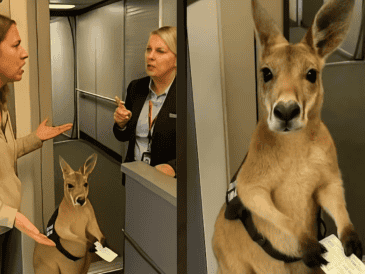 Es importante que los usuarios conozcan cómo detectar la veracidad de los videos o audios que pueden encontrarse en internet. ESPECIAL