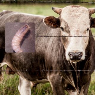 Confirman 8 casos de gusano barrenador en humanos en México