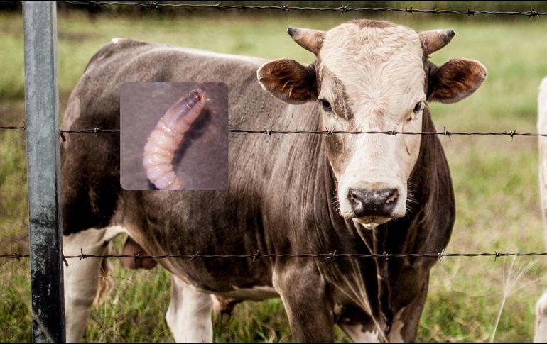 La Secretaría de Salud dio a conocer la existencia de 8 casos de miasis por gusano barrenador en humanos. ESPECIAL / EL INFORMADOR y Gobierno de México