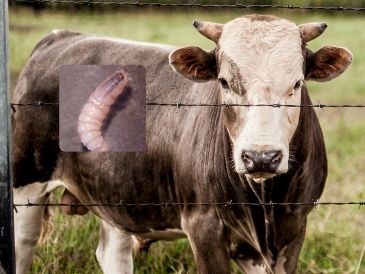 La Secretaría de Salud dio a conocer la existencia de 8 casos de miasis por gusano barrenador en humanos. ESPECIAL / EL INFORMADOR y Gobierno de México