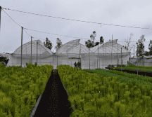 El apoyo para esta producción forestal es parte de un esquema de cooperación institucional entre el CRT y el Gobierno del Estado de Jalisco. ESPECIAL