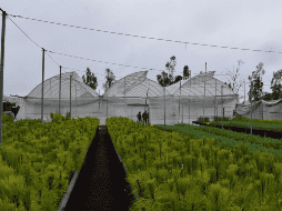 El apoyo para esta producción forestal es parte de un esquema de cooperación institucional entre el CRT y el Gobierno del Estado de Jalisco. ESPECIAL