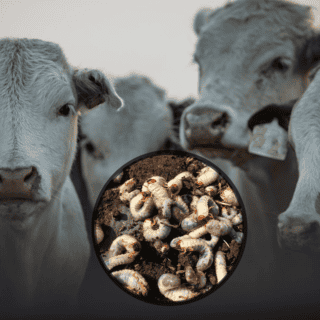 Aumentan casos de gusano barrenador en Yucatán